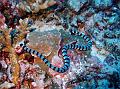 SIMILAN NOV 2008 .PHOTO LORAN (224)